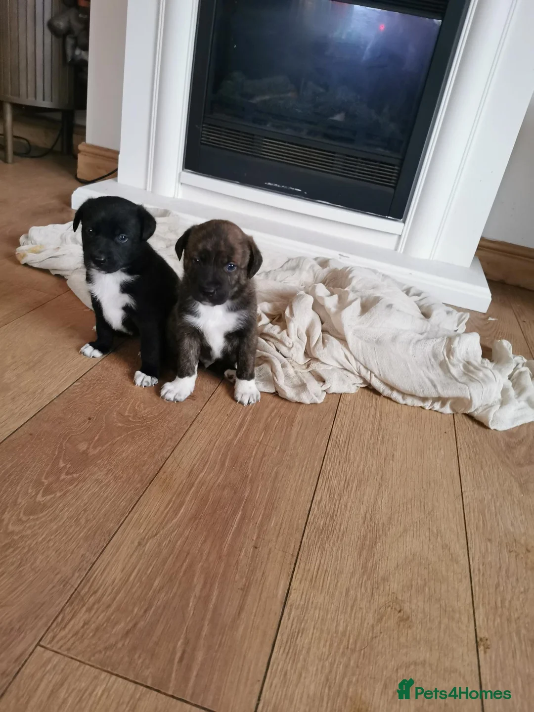 Mixed Breed dogs for sale: Staffie cross German shepard pups  - Advert 5