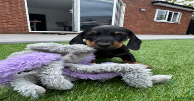 Miniature Dachshund dogs - Advert 4