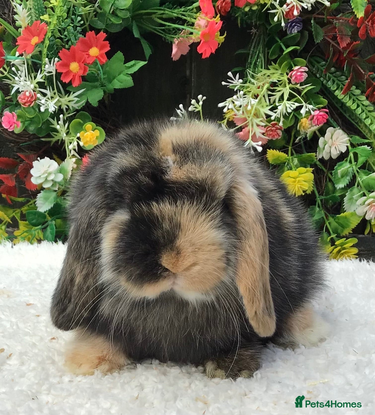 Mini Lop rabbits Mini lop doe - Advert 1