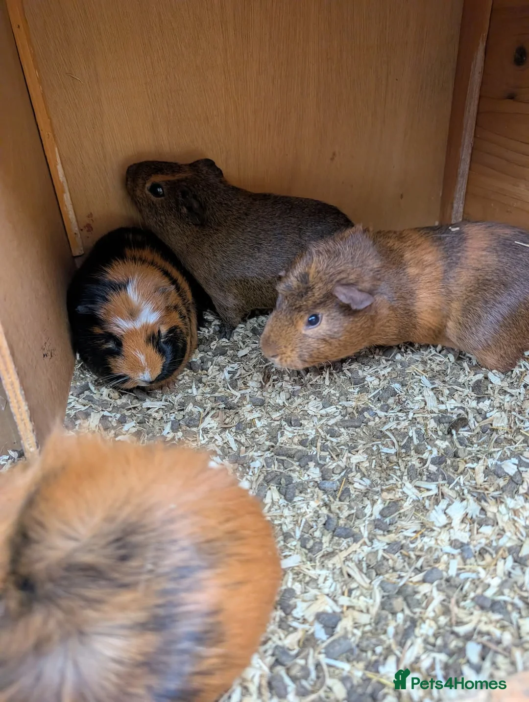 Guinea Pig rodents for sale: Lovely guinea pigs - Advert 12