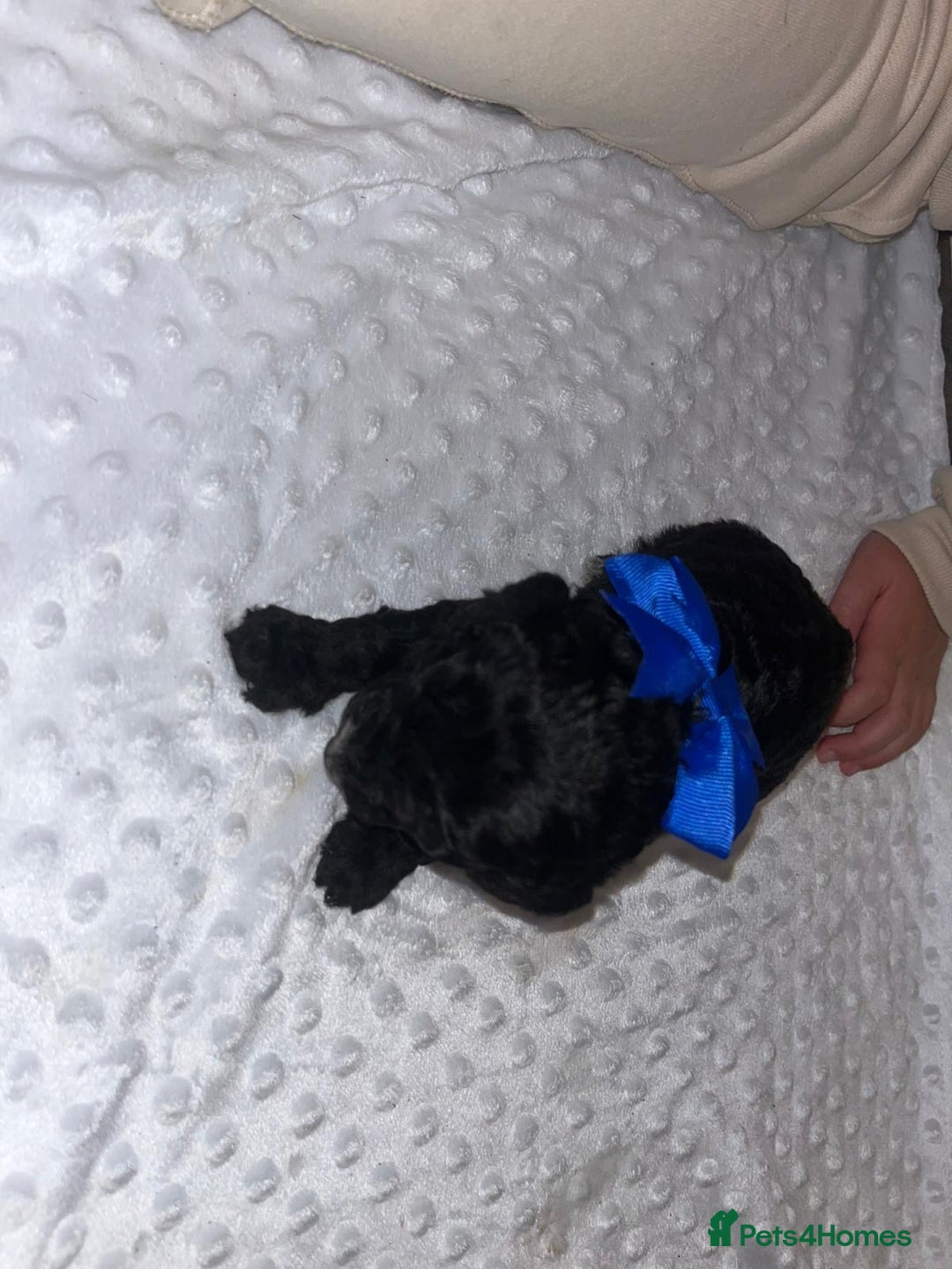 Cockapoo dogs for sale: Cocapoos f1  - Image 7