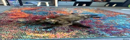 British Shorthair cats for sale: 2 female cats both spayed PRICE NEGOTIABLE  - Advert 3