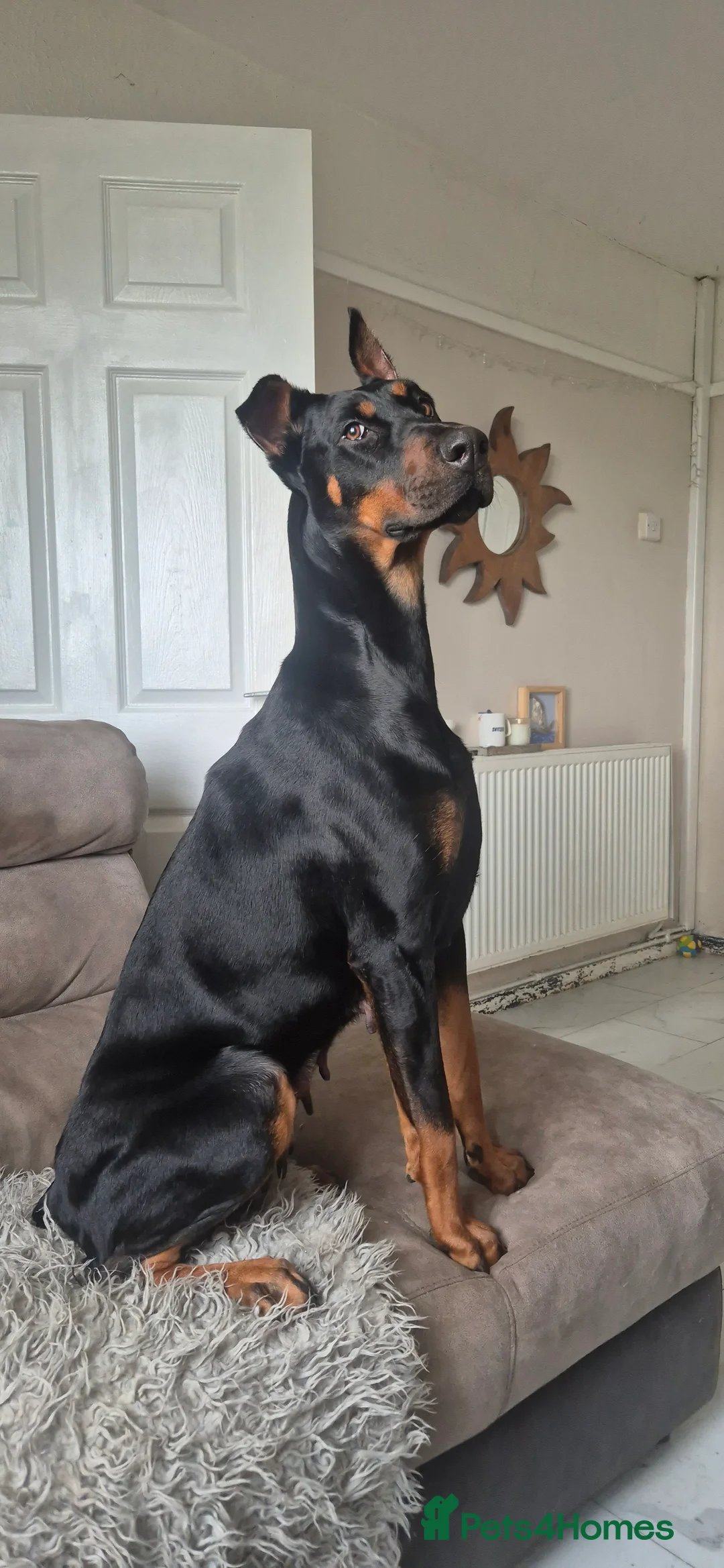 Dobermann dogs for sale: Stunning European Doberman  - Advert 1