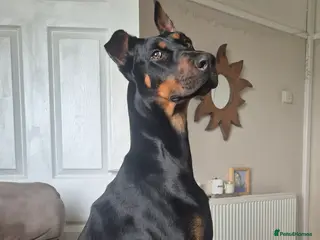 Dobermann dogs Stunning European Doberman - Advert 1
