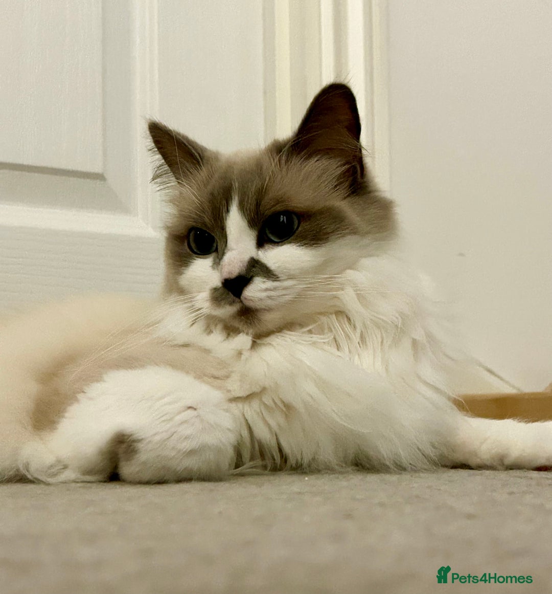 Ragdoll cats for sale: Ragdoll, Un-Neutered Female - Advert 9