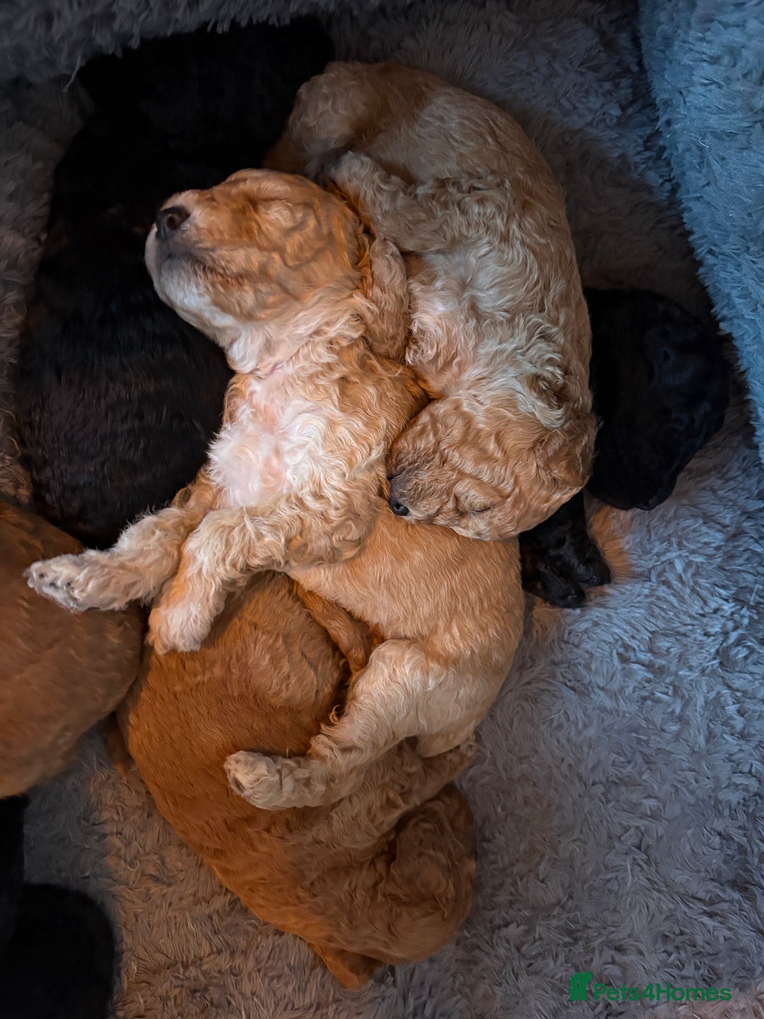 Cavapoo dogs for sale: Beautiful cavapoo puppies from a family home - Advert 7