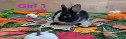 Netherland Dwarf rabbits for sale: Beautiful babies  - Advert 1