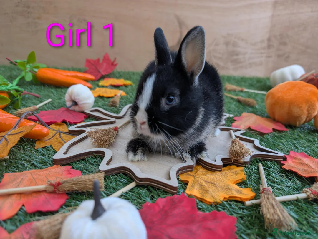 Netherland Dwarf rabbits for sale: Beautiful babies  - Advert 1