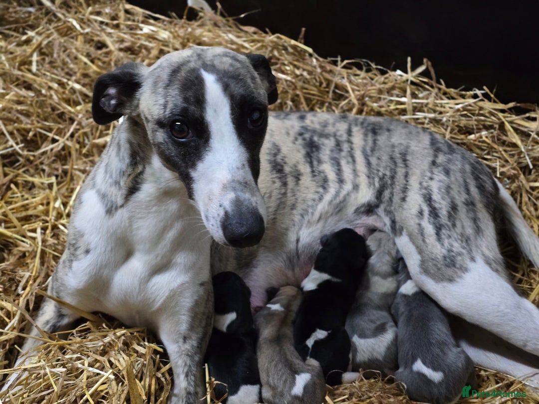 Whippet dogs for sale: Kc reg whippet litter - Image 3
