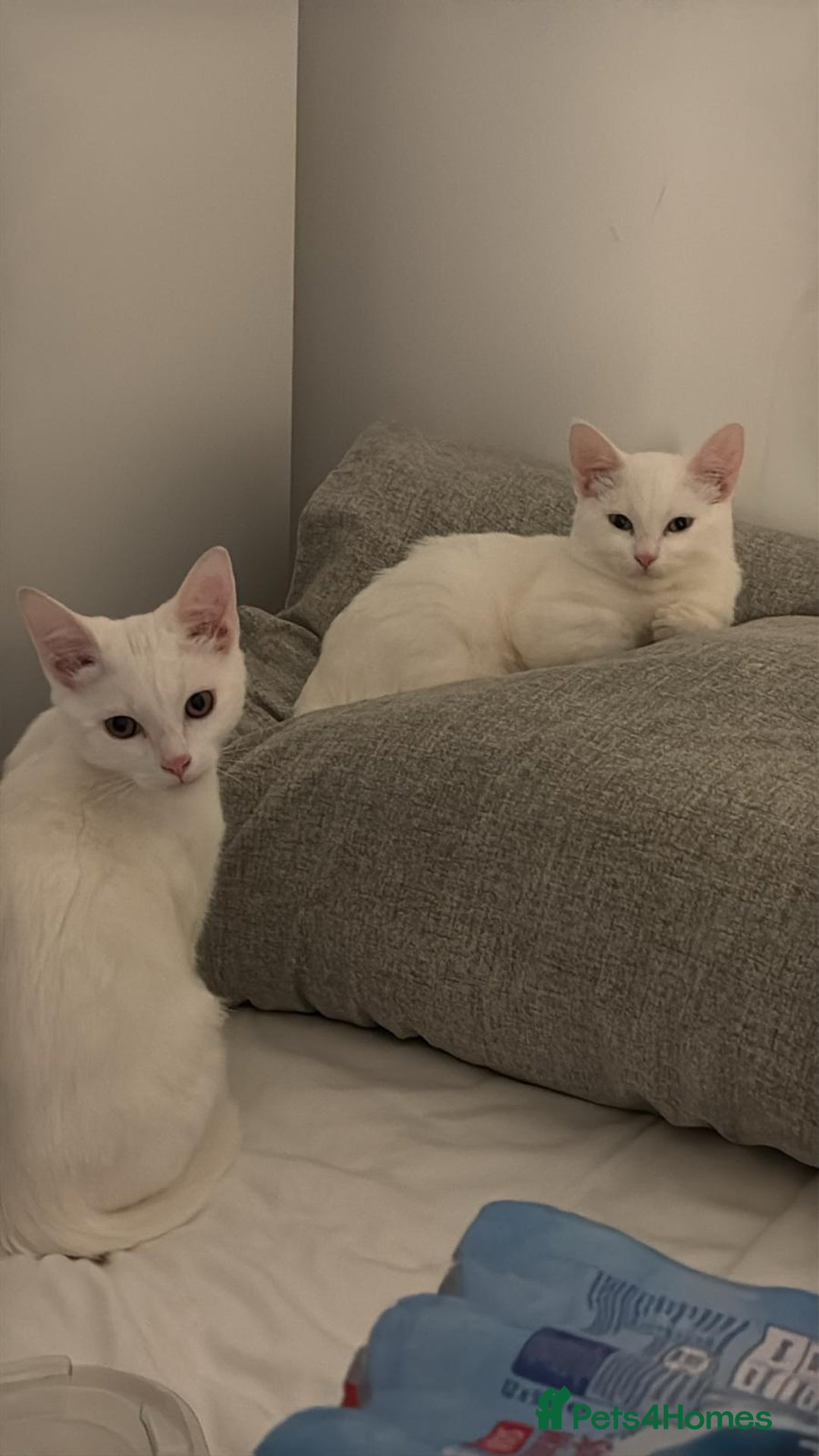 Turkish Angora cats for sale: Turkish Angora pure white kittens  - Advert 2