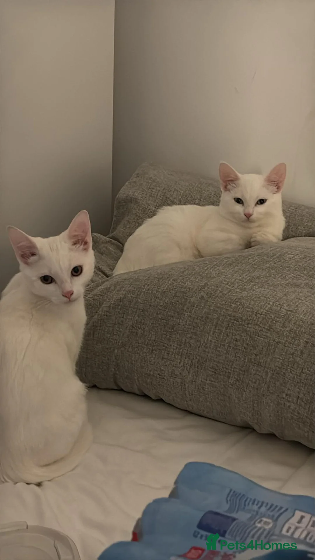 Turkish Angora cats for sale: Turkish Angora pure white kittens  - Advert 2