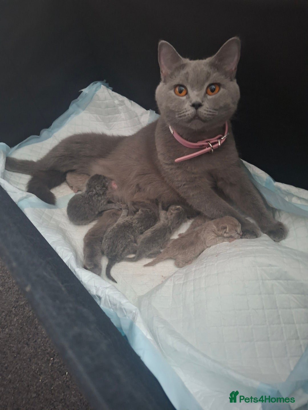 British Shorthair cats for sale: GCCF registered BSH kittens  - Advert 2