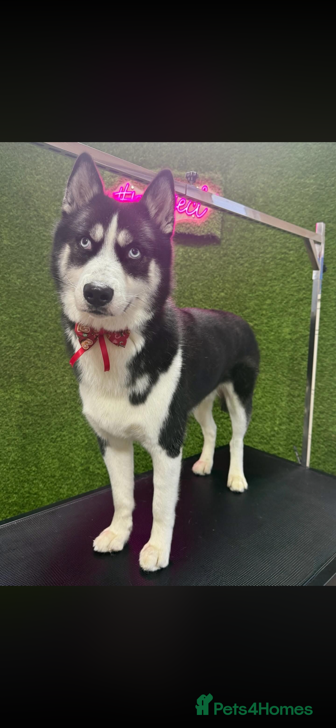 Mixed Breed dogs for sale: Chowski puppies for sale  - Advert 8