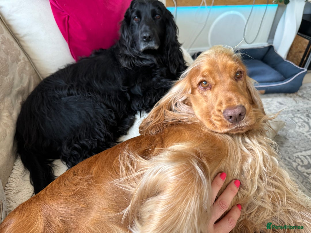 Cocker Spaniel dogs for sale: KC Show Cocker Spaniel Puppies - Due Sept  - Image 11