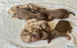 Miniature Dachshund dogs for sale: Long haired dachshunds  - Image 6