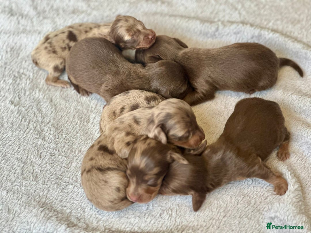 Miniature Dachshund dogs for sale: Long haired dachshunds  - Image 6