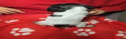 Cocker Spaniel dogs for sale: Lovely Cocker Spaniel Puppies  - Advert 10