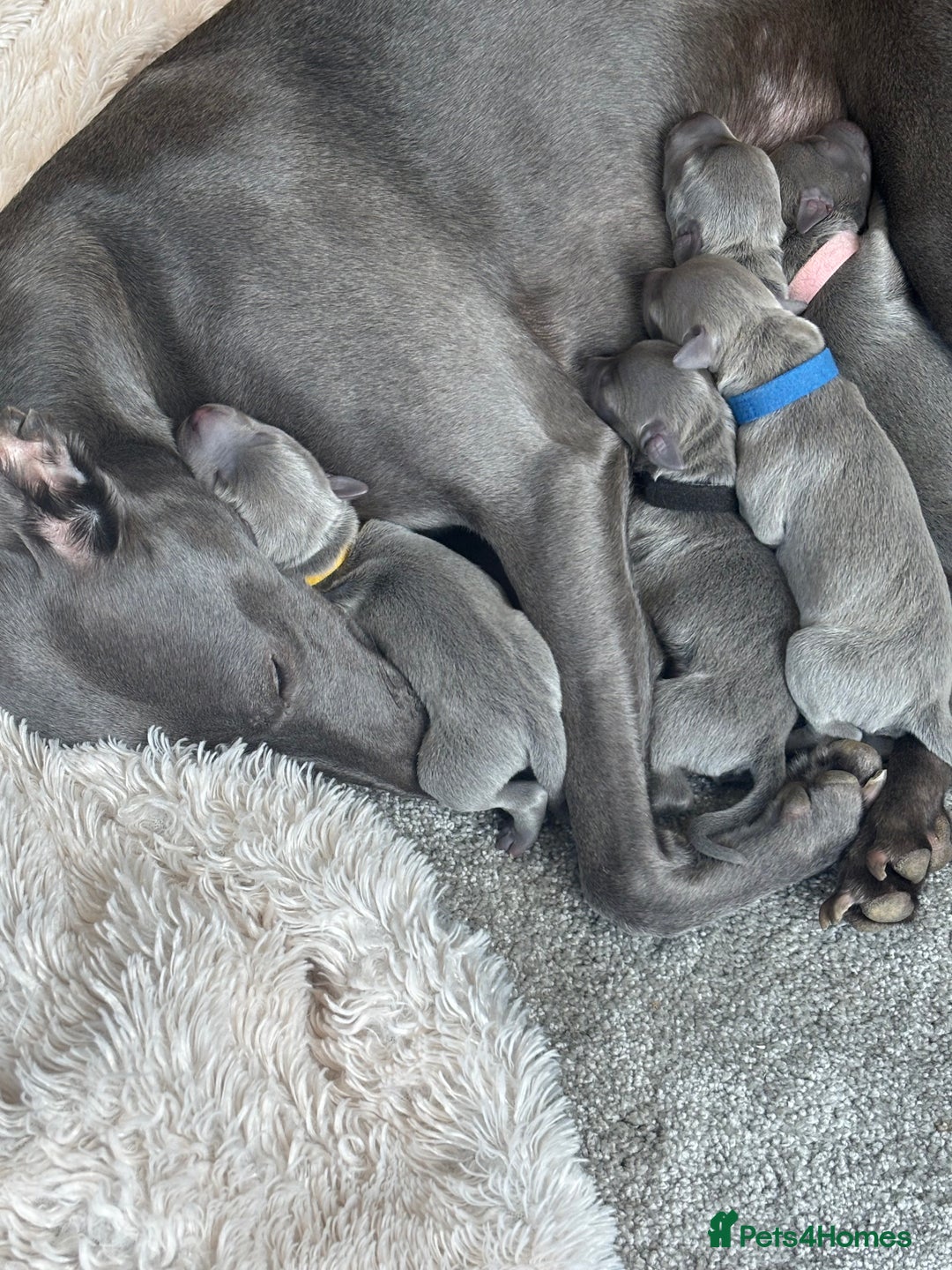 Whippet dogs for sale: Full blue pedigree KC reg whippet puppies - Advert 10