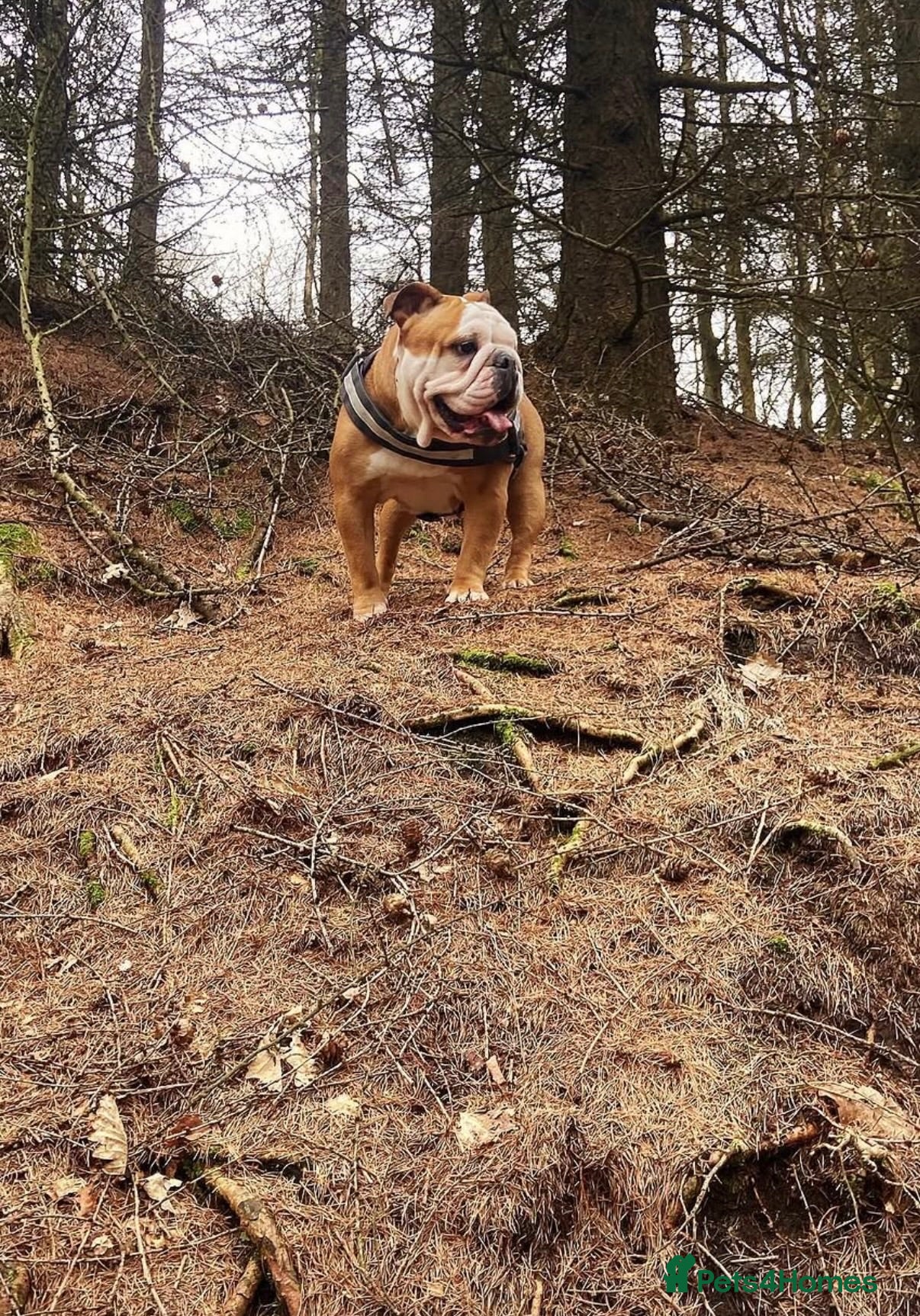 English Bulldog dogs 7 year old British bulldog  - Advert 2
