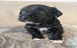 Miniature Schnauzer dogs for sale: Adorable Miniature Schnauzer Puppies KC Reg - Image 4