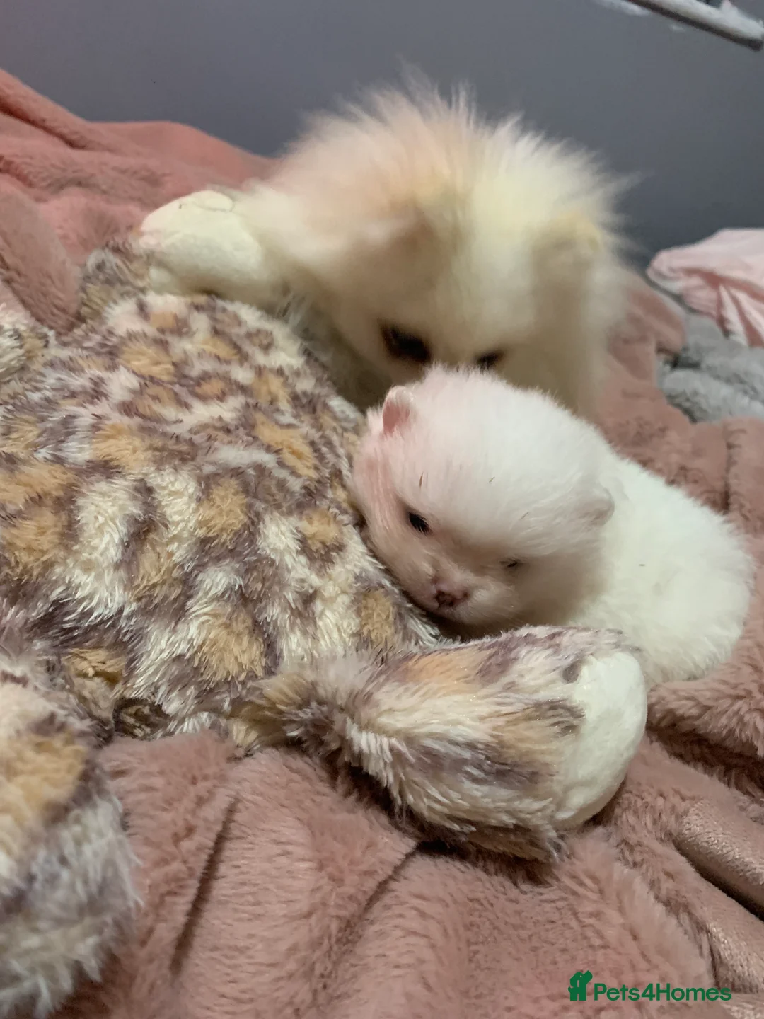 Pomeranian dogs for sale:  **  Pomeranian girl puppy  - Advert 3