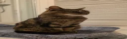 Domestic Shorthair cats for sale: Adult Female Cat - Neutered and Chipped - Advert 4