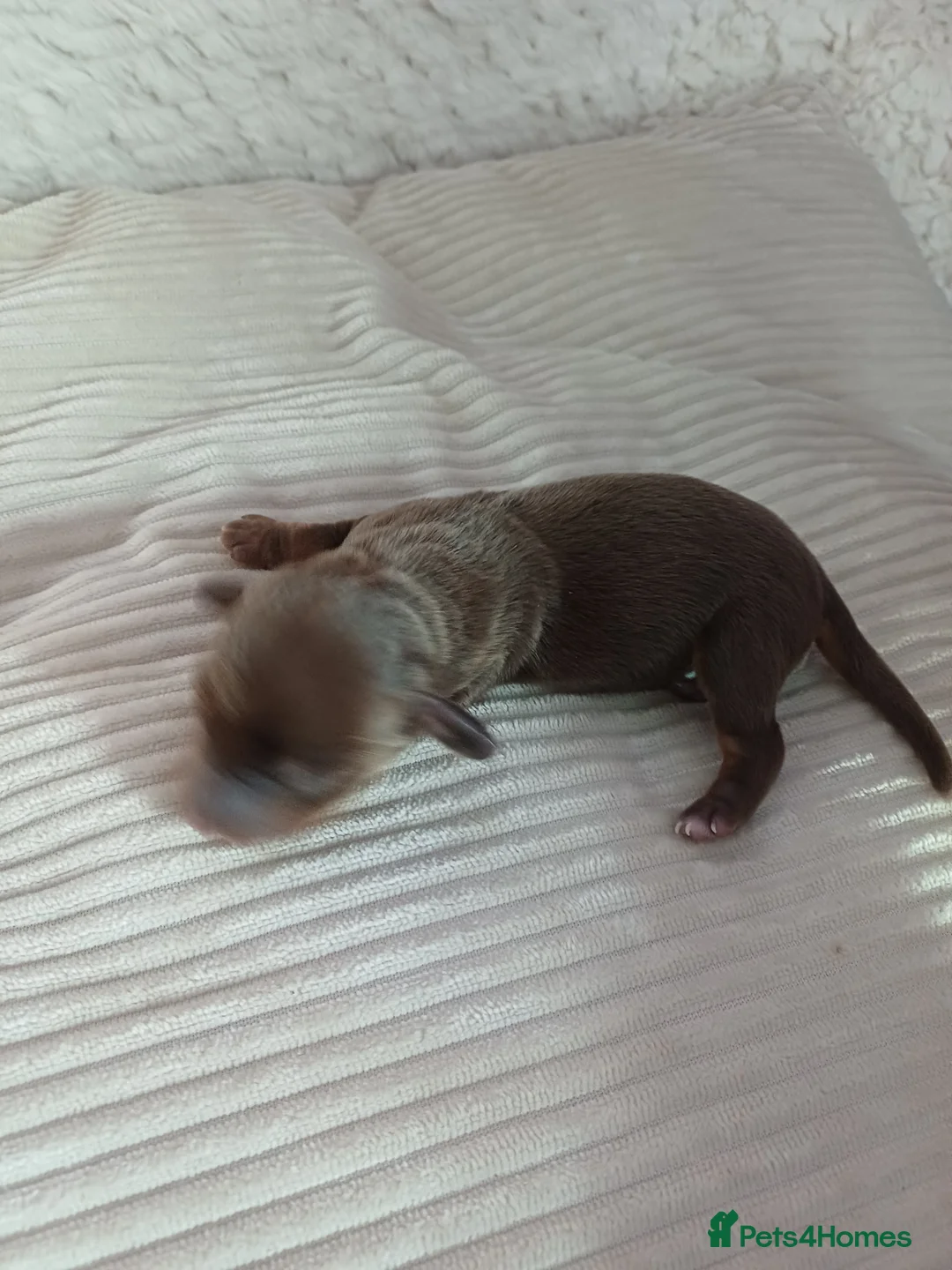 Dachshund dogs for sale: For sale miniature dachshund puppies  - Advert 10