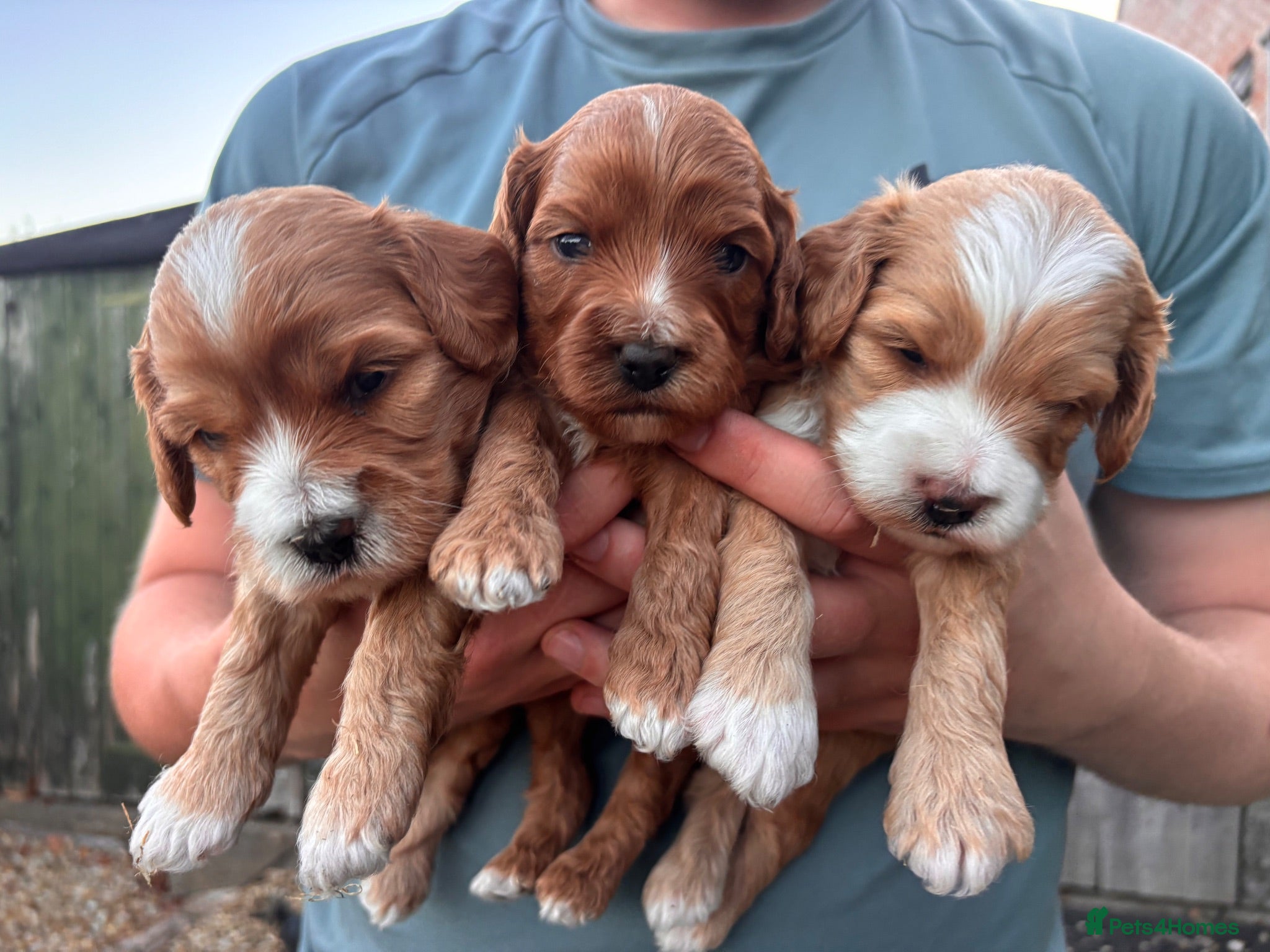 Cavapoo dogs Beautiful Cavapoo puppies  - Advert 15