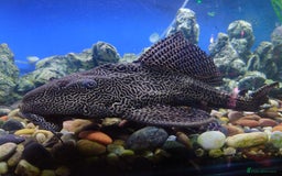 Other/Mixed Breed fish for sale: Fish Stock List - Updated Regularly  - Image 31