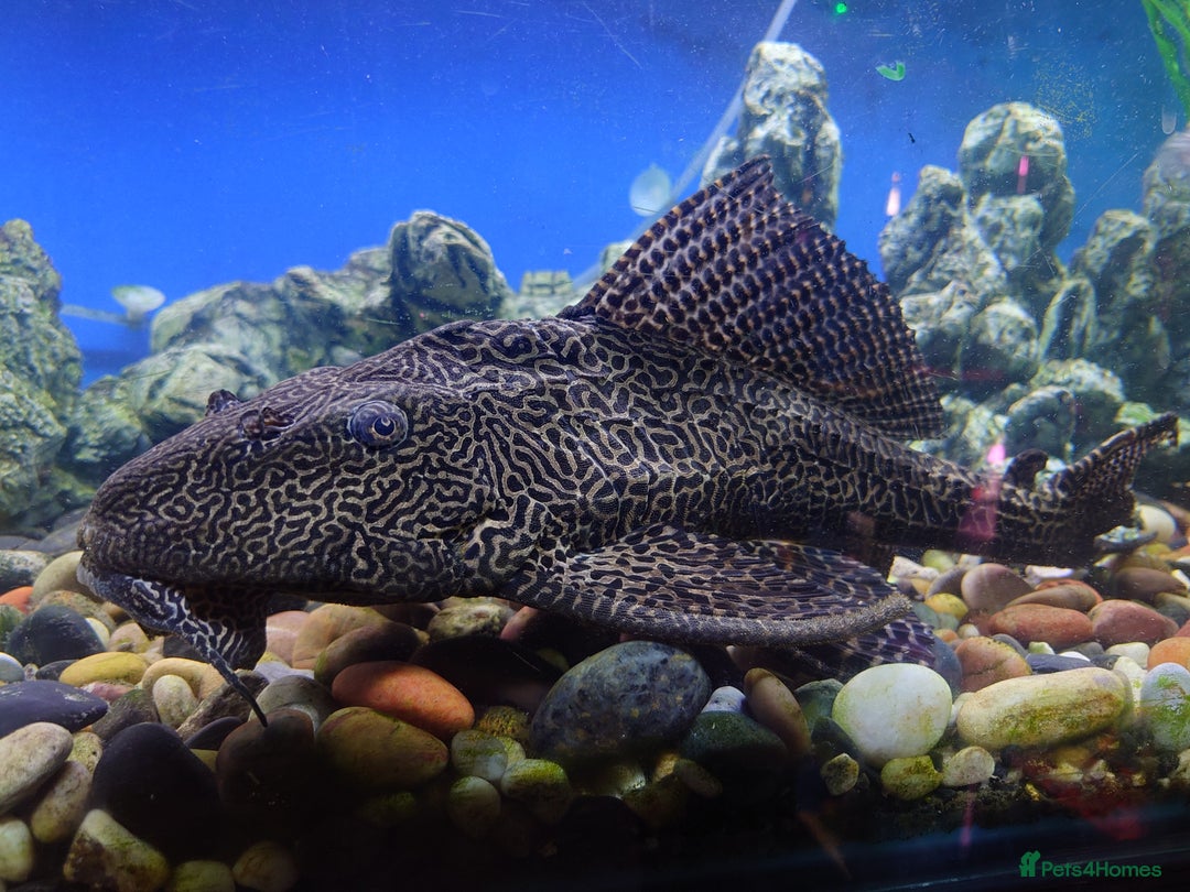 Other/Mixed Breed fish for sale: Fish Stock List - Updated Regularly  - Image 31