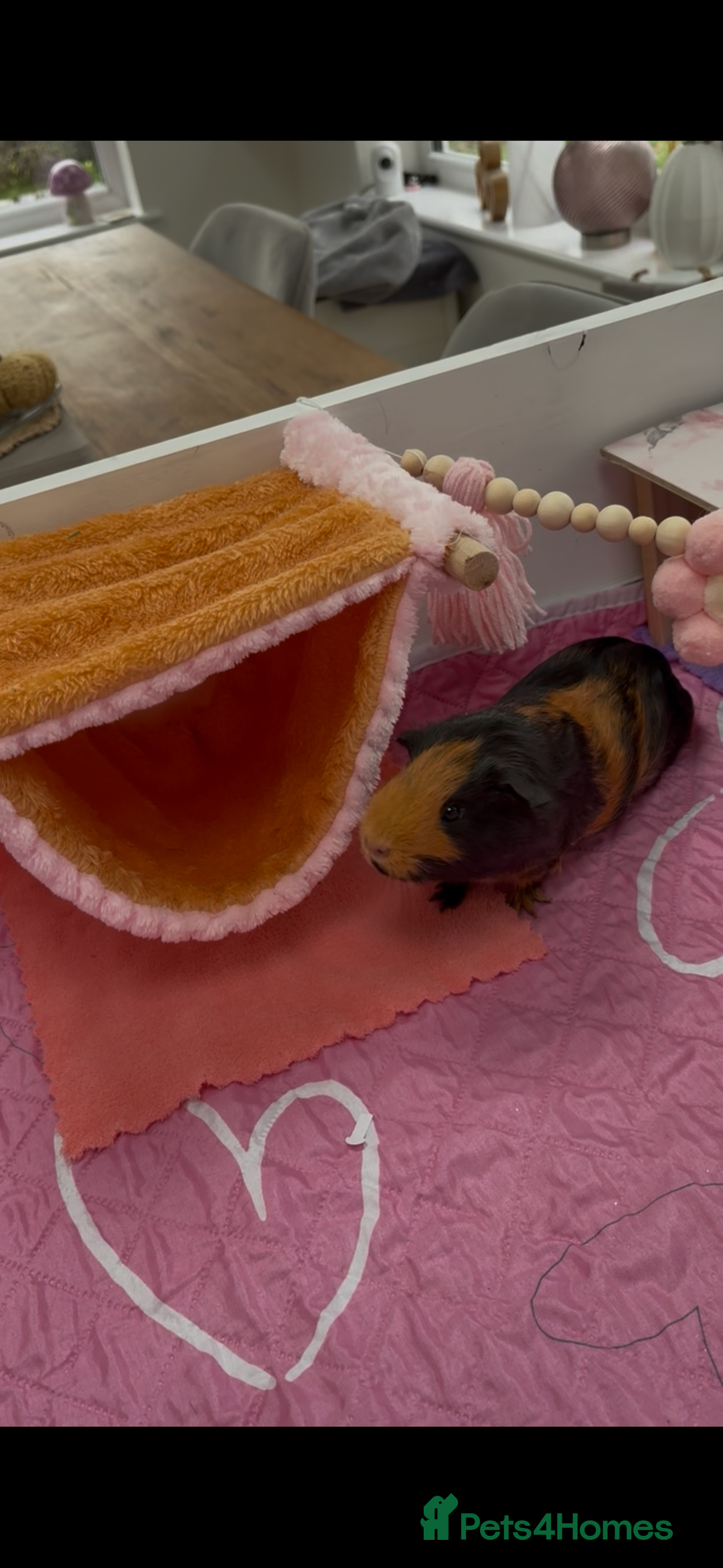 Guinea Pig rodents for sale: Two sweet female guinea pigs - Advert 3