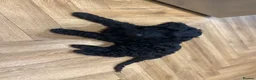 Mini Goldendoodle dogs for sale: Miniature Male Goldendoodle - Advert 2