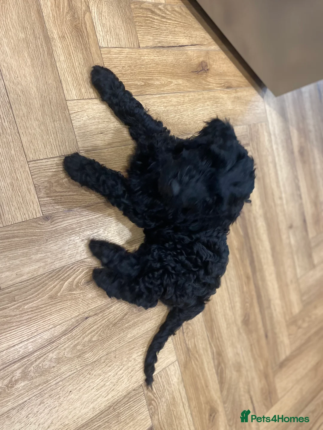 Mini Goldendoodle dogs for sale: Miniature Male Goldendoodle - Advert 2