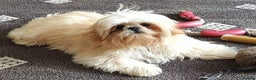 Shih Tzu dogs for stud: Kc registerd stud karashishi and sweet tooth lines in Southampton - Advert 25