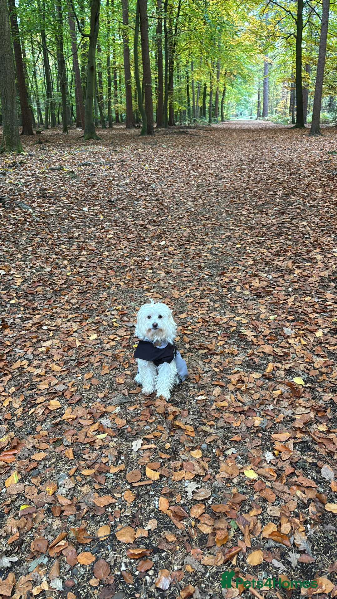 Mixed Breed dogs for sale: Zeus Exceptional Maltese x Whippet   - Advert 2