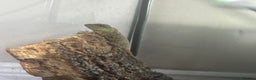 Mixed Breed reptiles for sale: CB mountain horned lizards  - Advert 1