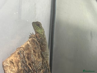 Mixed Breed reptiles CB mountain horned lizards - Advert 4