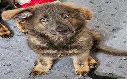 German Shepherd dogs for sale: 🔹️beautiful purebred straight back KC gsp's🔹️ - Image 4