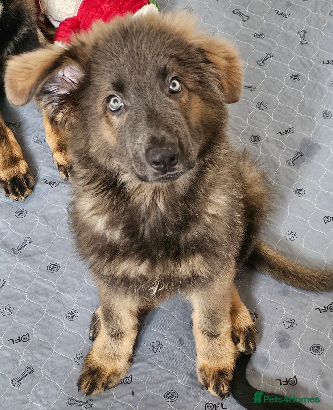 German Shepherd dogs for sale: 🔹️beautiful purebred straight back KC gsp's🔹️ - Image 4