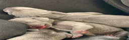 Weimaraner dogs for sale: Stunning 💙&🩶 KC Registered Weimaraner pups 🩷&💙 - Advert 4