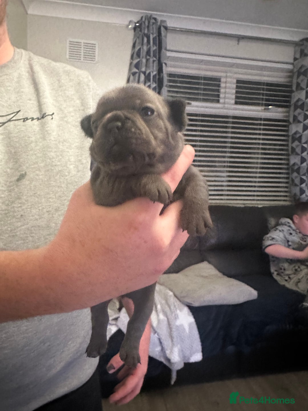 French Bulldog dogs for sale: 5 Beautiful French Bulldog Puppies - Advert 10