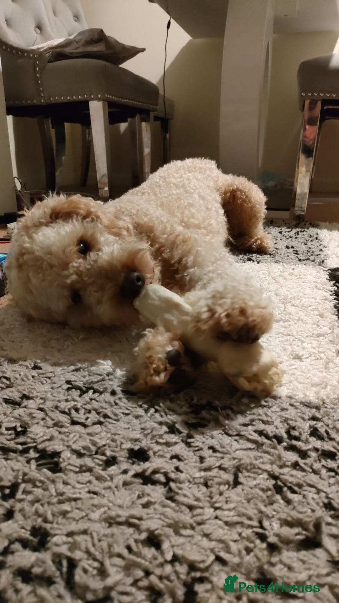 Cockapoo dogs for sale: 15 months Cockapoo F1 - Image 2