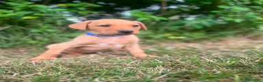 Labrador Retriever 7