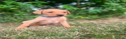 Labrador Retriever dogs for sale: READY TO GONOW 8beautiful labrador kchealthcheaked - Advert 32