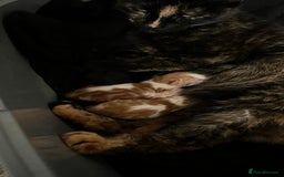 Mixed Breed cats for sale: Female kitten needing a loving home  - Image 2