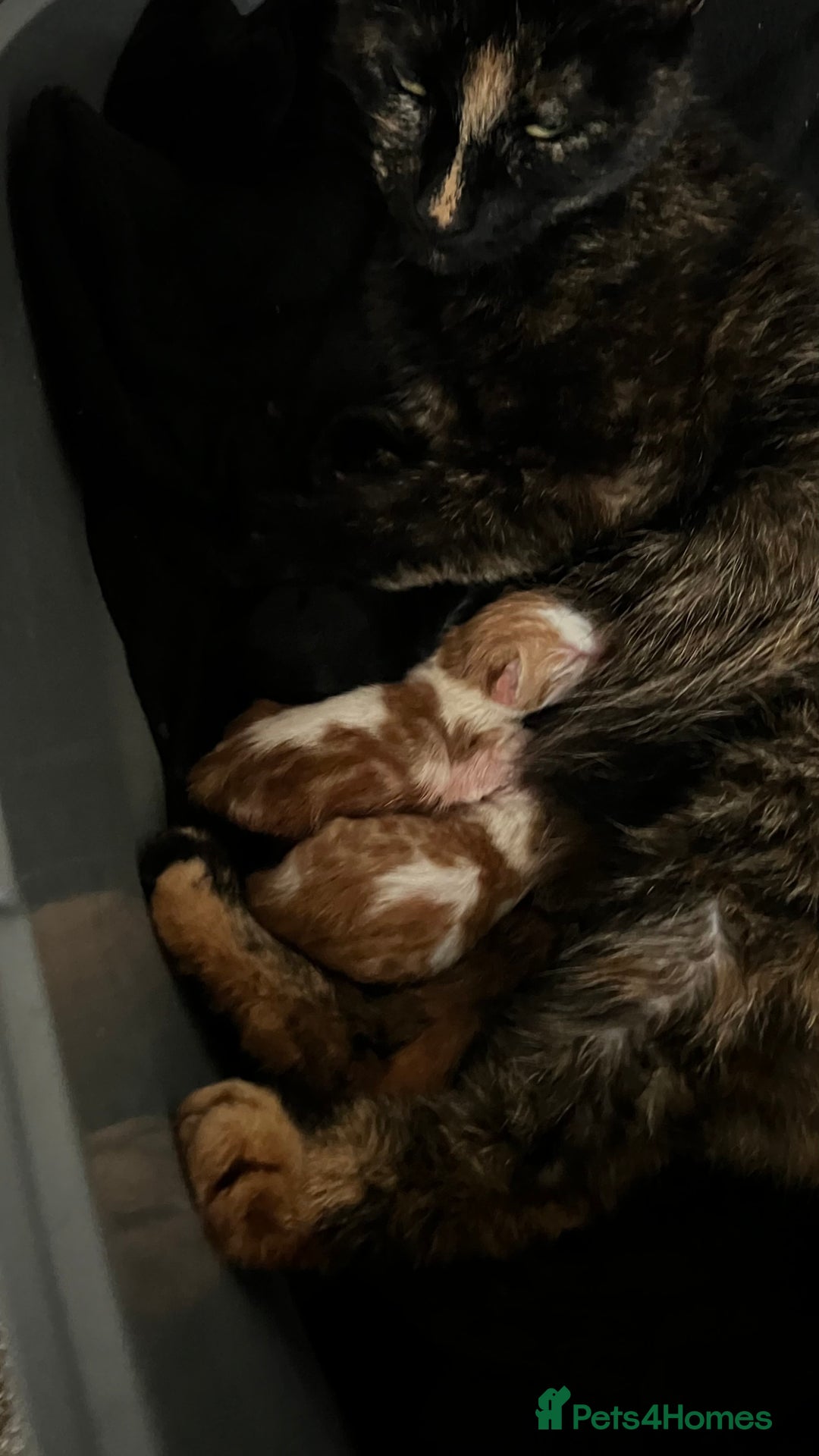 Mixed Breed cats for sale: Female kitten needing a loving home  - Image 2