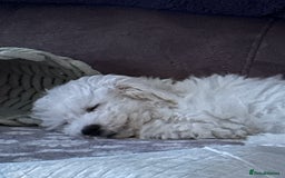 Bichon Frise dogs for sale: Gorgeous 17week old Bichon Frise - Image 5