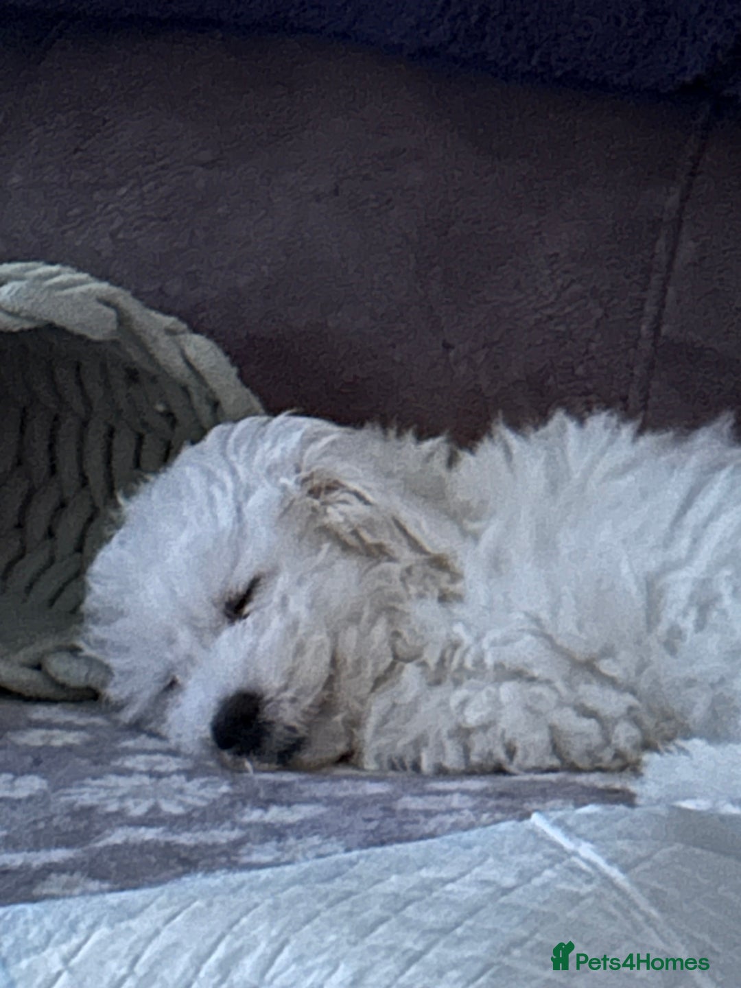 Bichon Frise dogs for sale: Gorgeous 17week old Bichon Frise - Image 5