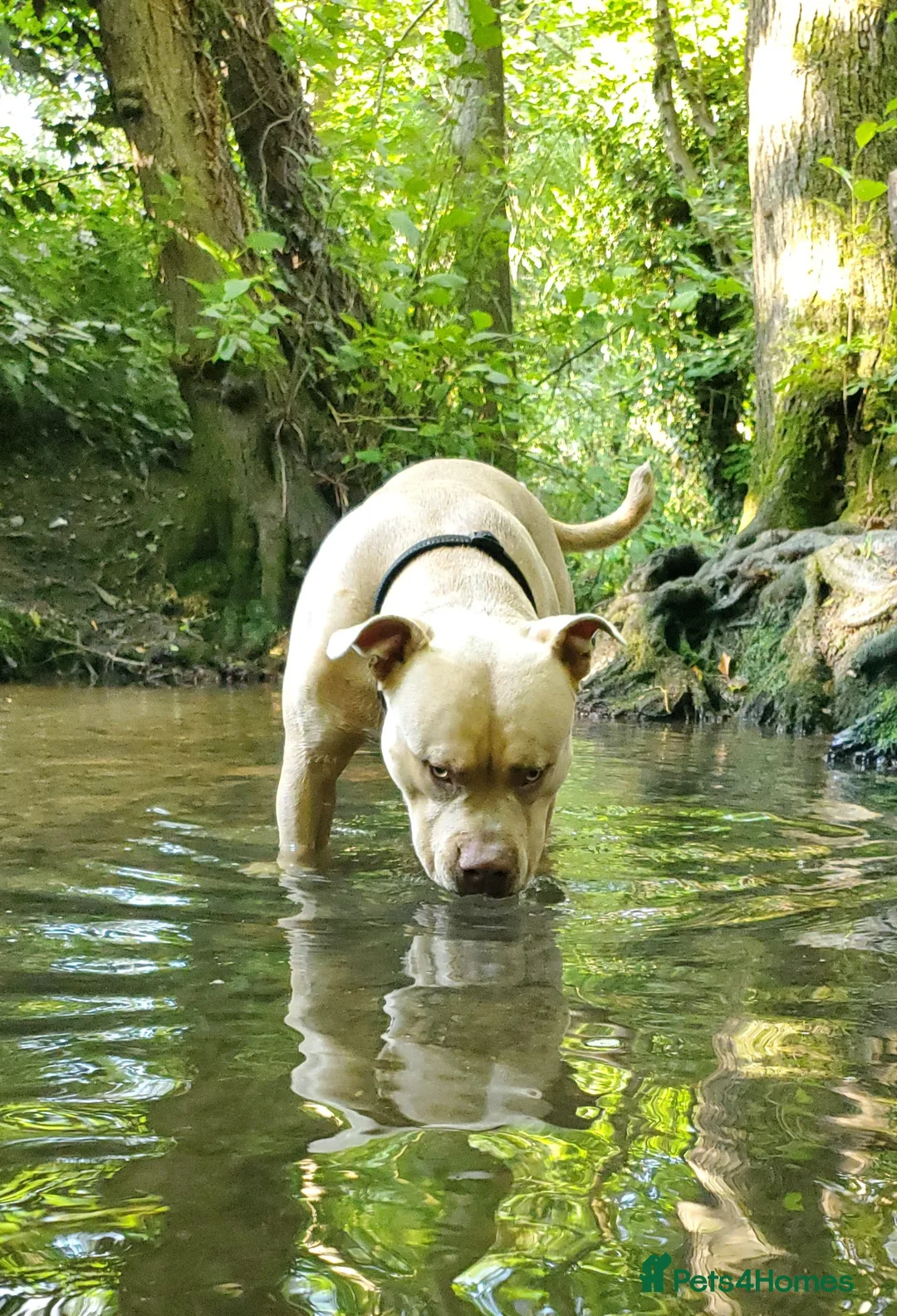 American Bully dogs for stud: Champ the stud in Bristol - Advert 13