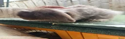 Mini Lion Lop rabbits for sale: Two female mini lop rabbits  - Advert 5